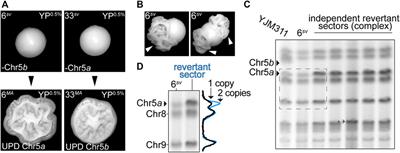 Bursts of Genomic Instability Potentiate Phenotypic and Genomic Diversification in Saccharomyces cerevisiae